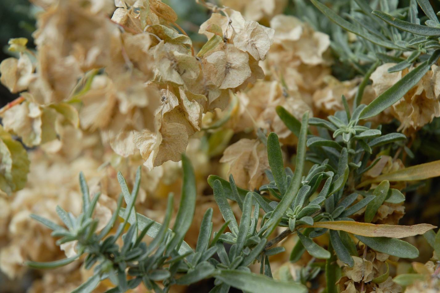 Saltbush